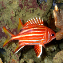 Redcoat squirrelfish (Sargocentron rubrum)
