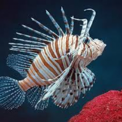 Red lionfish (Pterois volitans)