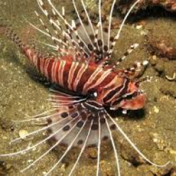 Broadbarred firefish (Pterois antennata)