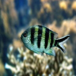 Stripetail Sergeant (Abudefduf sexfasciatus)
