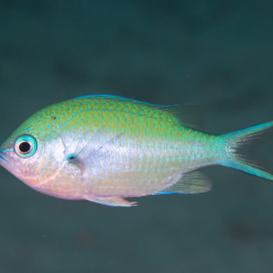 Black-axil chromis (Chromis atripectoralis)