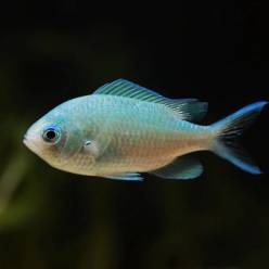 Blue green damselfish (Chromis Virisdis)