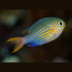 Lined chromis (Pycnochromis lineatus)