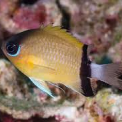 Black-bar chromis (Pycnochromis retrofasciatus)
