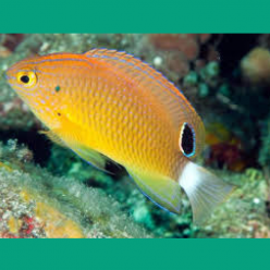 Speckled damselfish (Pomacentrus bankane nsis)