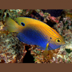 Ocellate damselfish (Pomacentrus vaiuli)