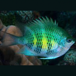 Staghorn damselfish (Amblyglyphidodon curacao)