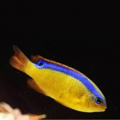 Surge damselfish (Chrysiptera brownrigg ii)