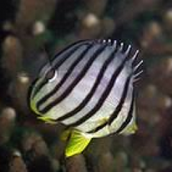 Eightband butterflyfish (Chaetodon octofasciat us)