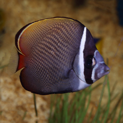 Redtail butterflyfish (Chaetodon collare / Rabdophorus collare)