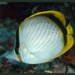 Yellow-dotted butterflyfish (Chaetodon selene)