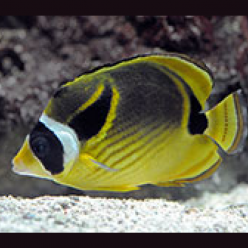 Raccoon butterflyfish (Chaetodon lunula)