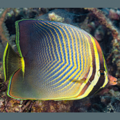 Eastern triangular butterflyfish (Chaetodon baronessa)