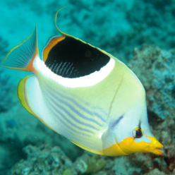 Saddle butterflyfish (Chaetodon ephippium)