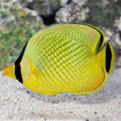 Chaetodon rafflesi (Rafflesi Butterflyfish)