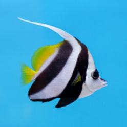 Bannerfish (Heniochus acuminatus)
