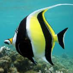 Moorish Idol (Zanclus cornutus)