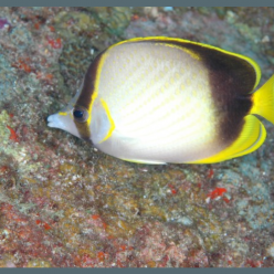 Gardiner's butterflyfish (Chaetodon gardineri)