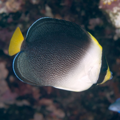 Vermiculated angelfish (pomacanthus mesoleucus | Chaetodontoplus mesoleucus)