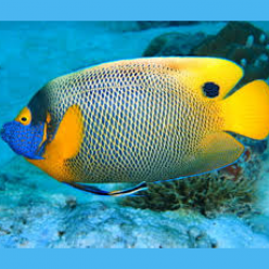 Yellowface angelfish (pomacanthus xanthometopon)