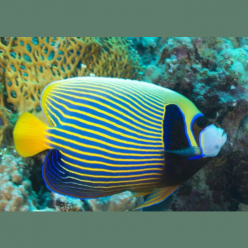 Emperator Angelfish (Pomacanthus imperator)
