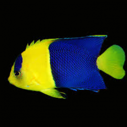 Bicolor angelfish (Centropyge bicolor)