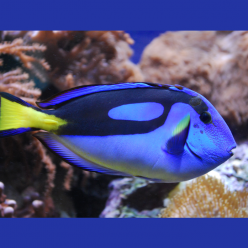 Blue Surgeonfish (Paracanthurus hepatus)