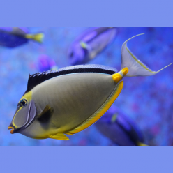 Orange-spine Unicornfish (Naso lituratus)