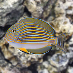 Clown Surgeonfish (Acanthurus lineatus)