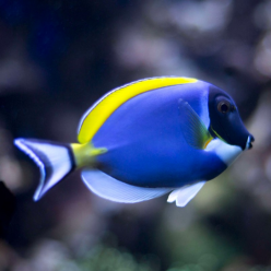 Powderblue surgeonfish (Acanthurus leucosternon)