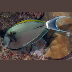 Black-barred surgeonfish (Acanthurus nigricauda)