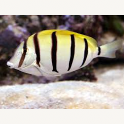 Convict surgeonfish (Acanthurus triostegus)
