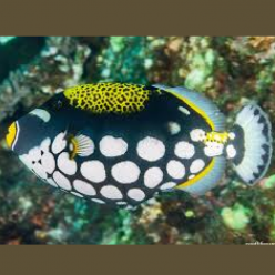 Clown Triggerfish (Balistoides conspicillum)