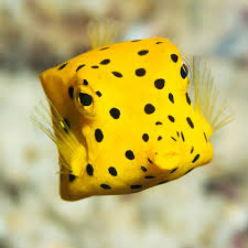 Yellow boxfish (ostracion cubicus)