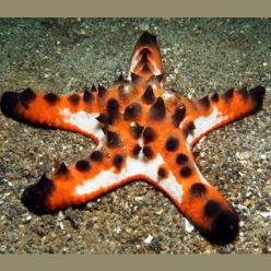 Chocochip Sea Star (Protoreaster nodosus)