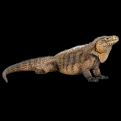 Cuban Rock Iguana (Cyclura nubila)