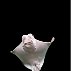 White-spotted Guitarfish (h.lontar) (Rhynchobatus Australiae)