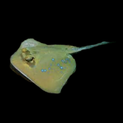 Bluespotted Mask Ray (p.kodok) (Dasyatis kuhlii)