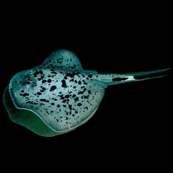 Meyer's stingray (p.meyeni) (Taeniura Meyeni)