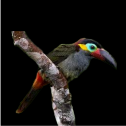 Guianen tucanet (Seleniera piperivora)