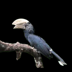 Silvery-cheeked hornbill (Bycanistes brevis)