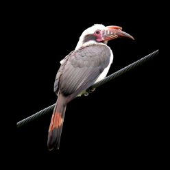Luzon hornbill  (Penelopides manillae)