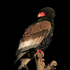 Bateleur (Terathopius ecaudatus)