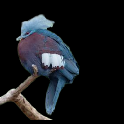 Scheepmaker's  crowned pigeon (zahira's scheepmakeri)