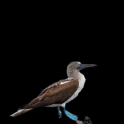 Blue footed booby (Sula nebouxii)