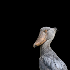 Shoebill (Balaeniceps rex)