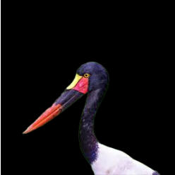 Saddle-billed stork (Ephippiorhynchus  senegalensis)
