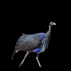 Vulturine guineafowl (Acryllium vulturinum)