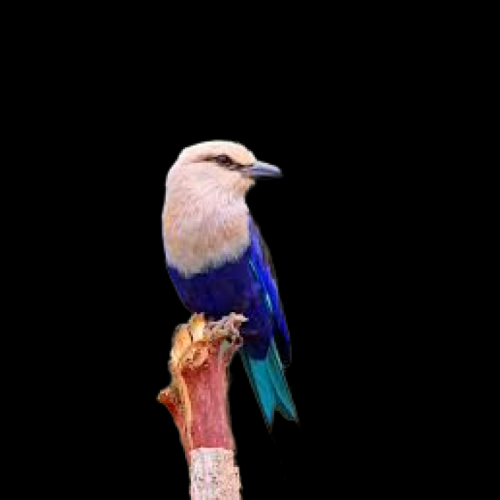 Blue-bellied roller  (Coracias cyanogaster)