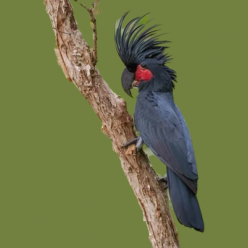 Palm cockatoo (Probosciger aterrimus)